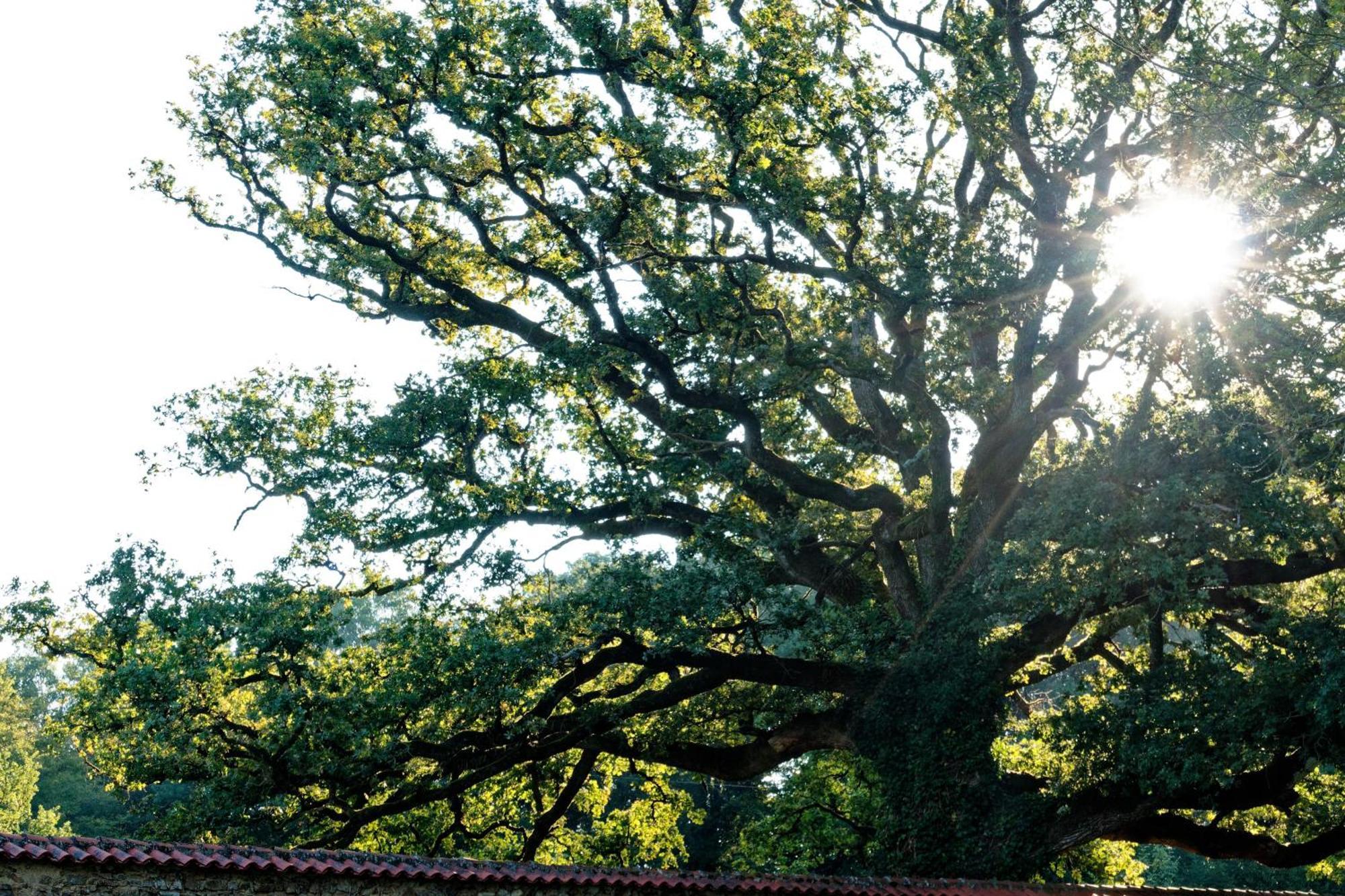 Domaine Des Roches Blanches Villa Le Pin  Ngoại thất bức ảnh